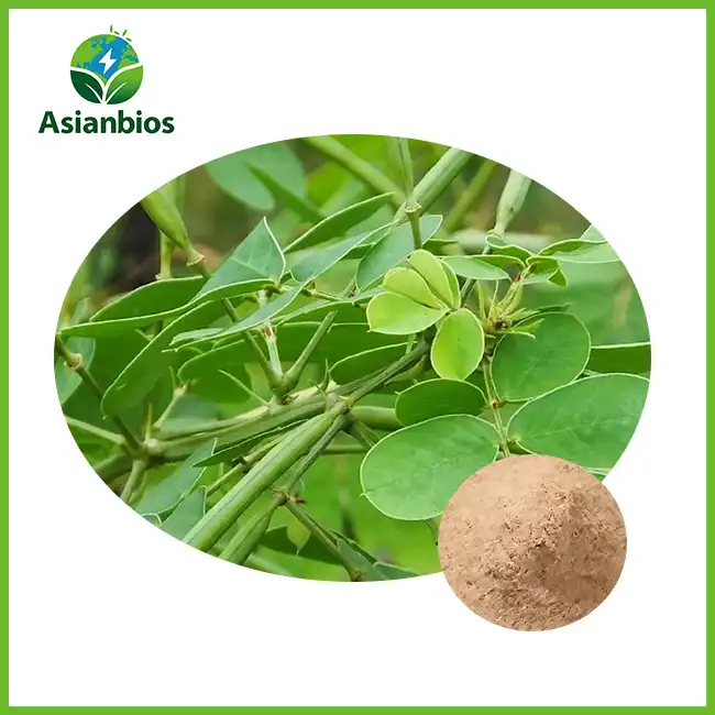 Cassia Seed Powder
